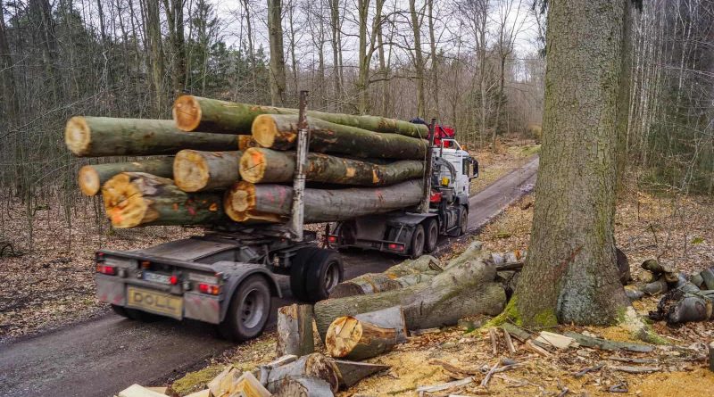 Heilige Hallen Beech Logging-33082.JPG