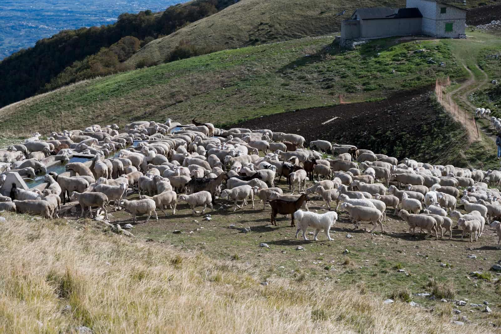 LIFEstockProtect Majella NP 2020-32444.dng