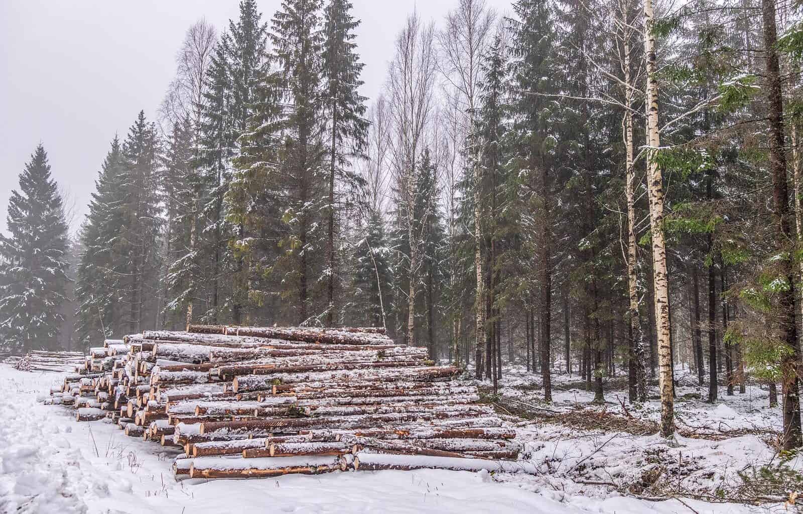 Logging Sooma Wilderness-33278.jpg