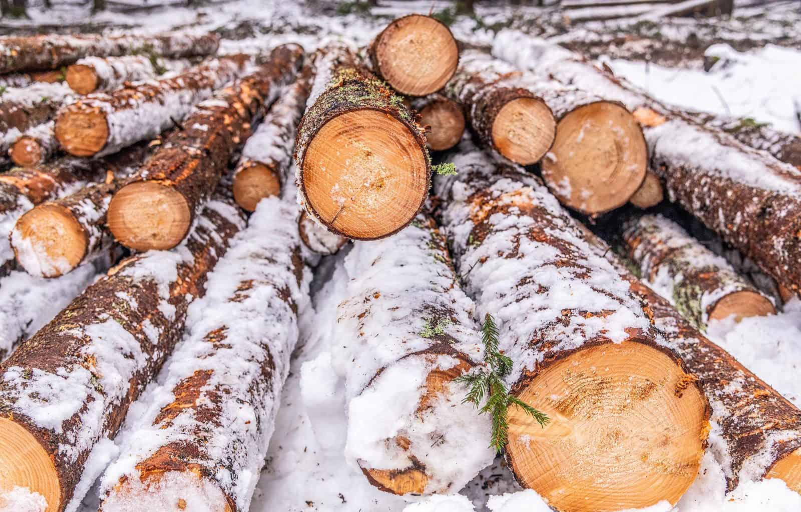 Logging Sooma Wilderness-33289.jpg