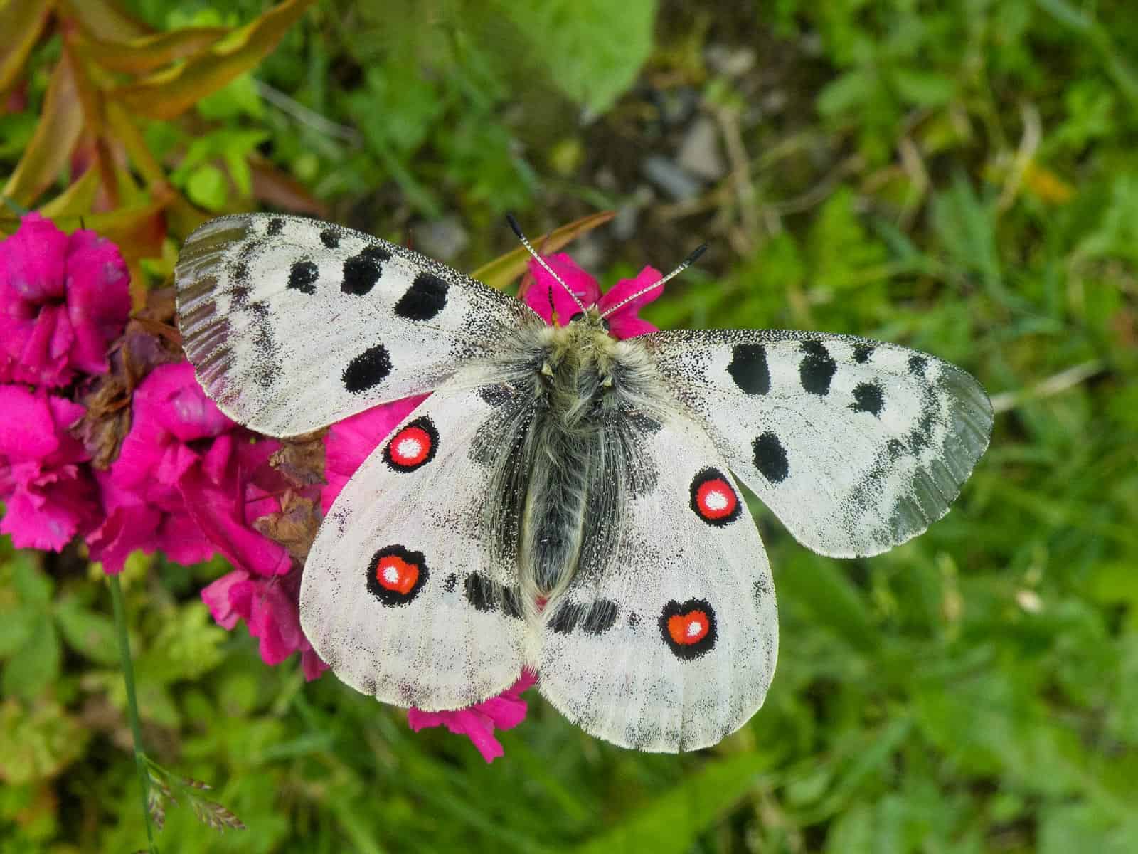 Parnassius apollo L. bartholomaeus Saalfelden-Stoßwand, ma2-33326.JPG