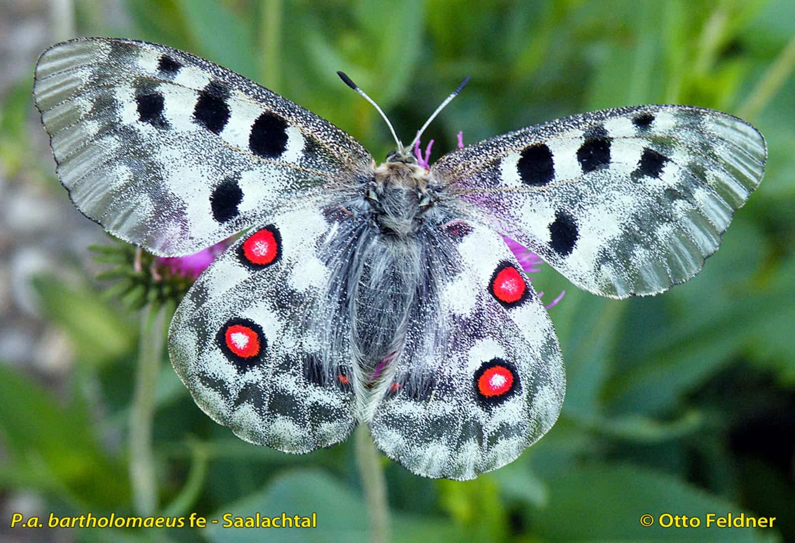 Parnassius apollo L. bartholomaeus fe Weißbach-Pürzelbach-33332.jpg