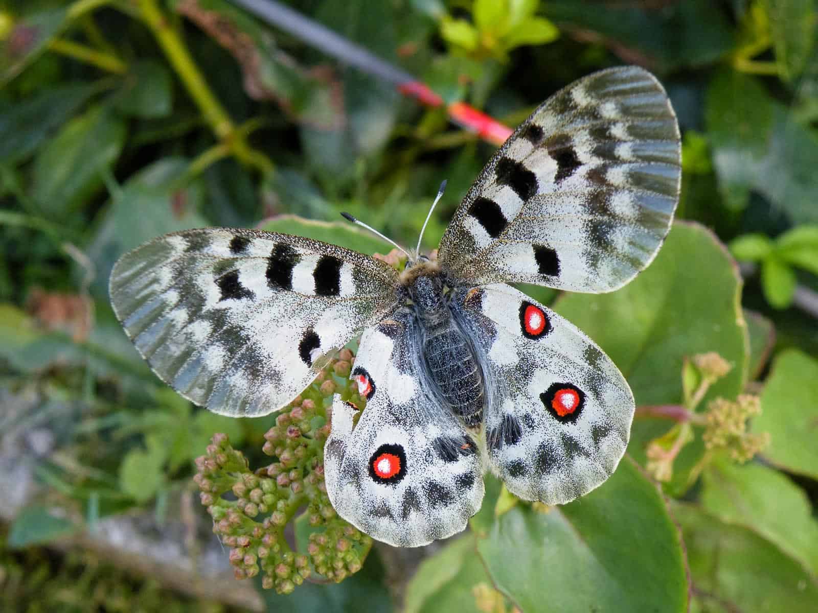 Parnassius apollo L. juvavus, fe Pluntasutal,Tennengau, 2013-33327.JPG