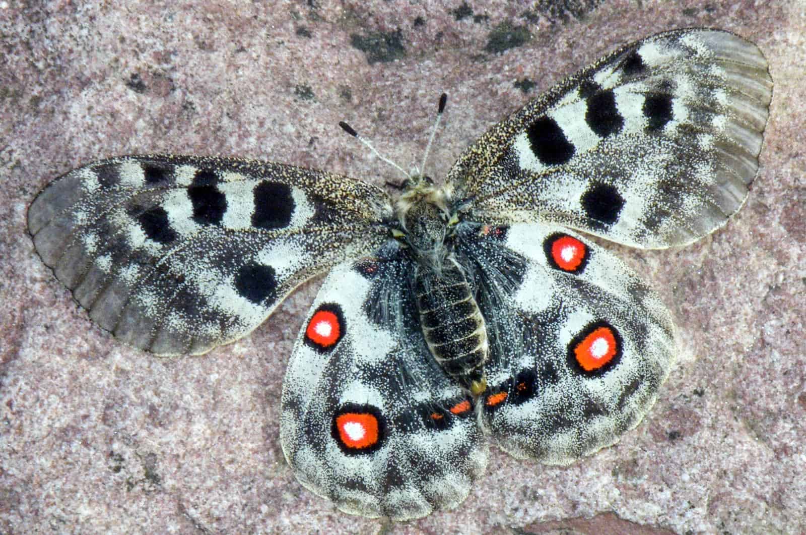 Parnassius apollo L. juvavus, fe, Rauris, 2012-33317.JPG