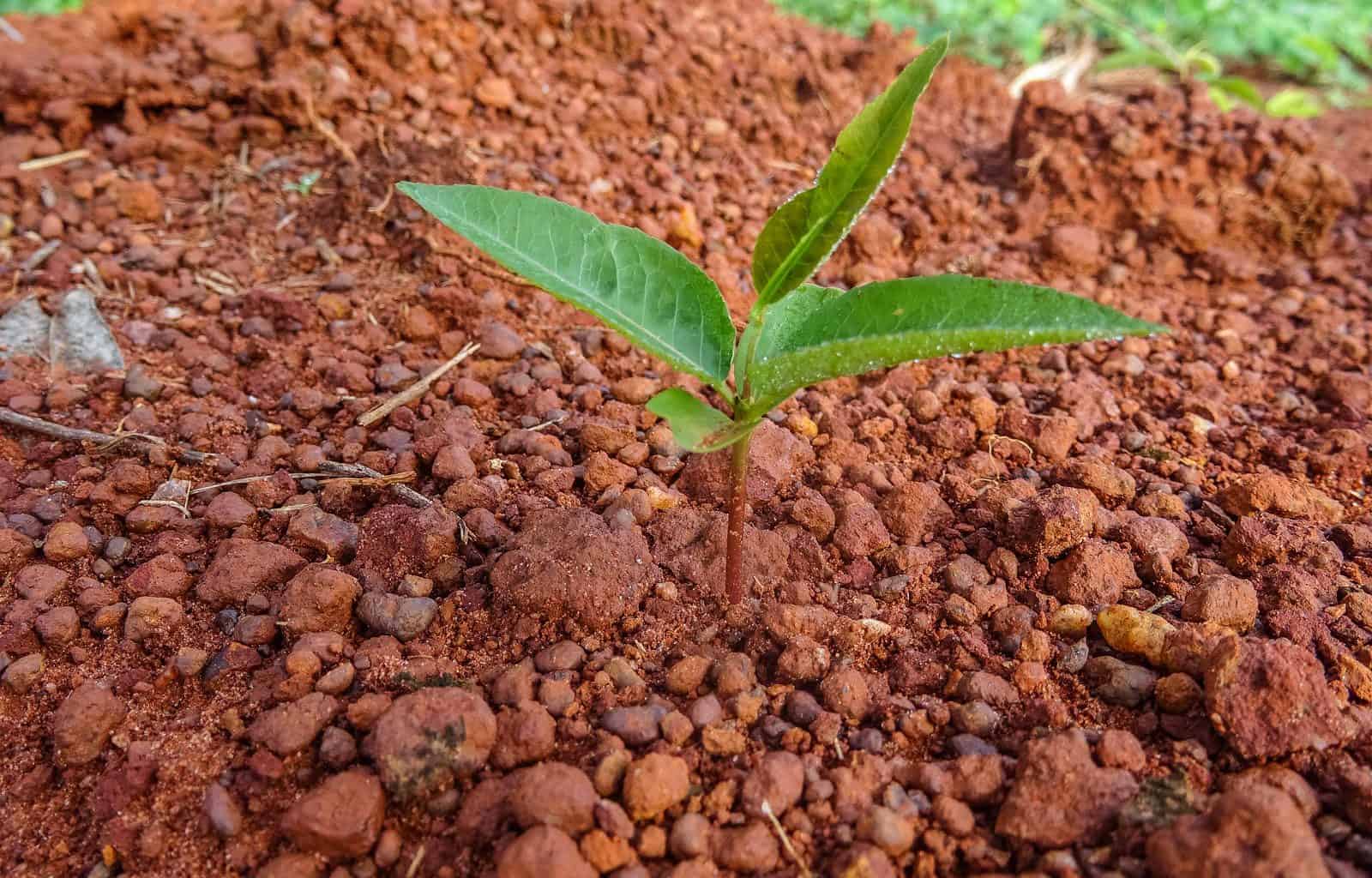 Black Jaguar-33351.JPG