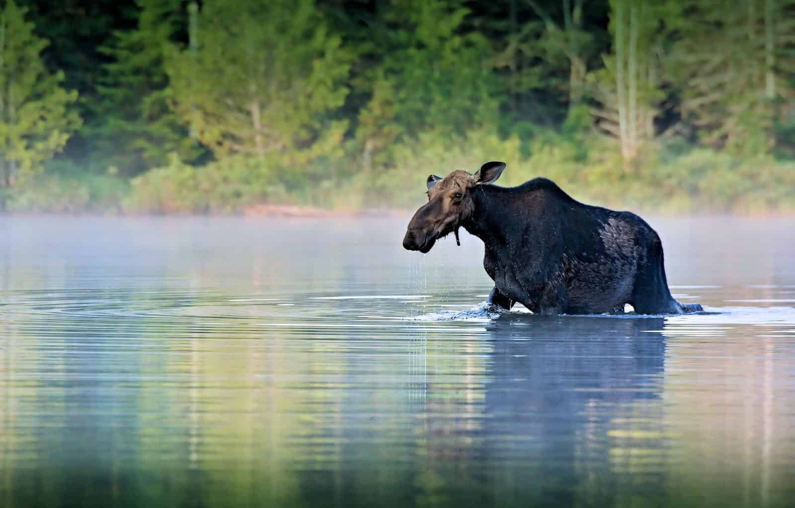 moose-1209665.jpg