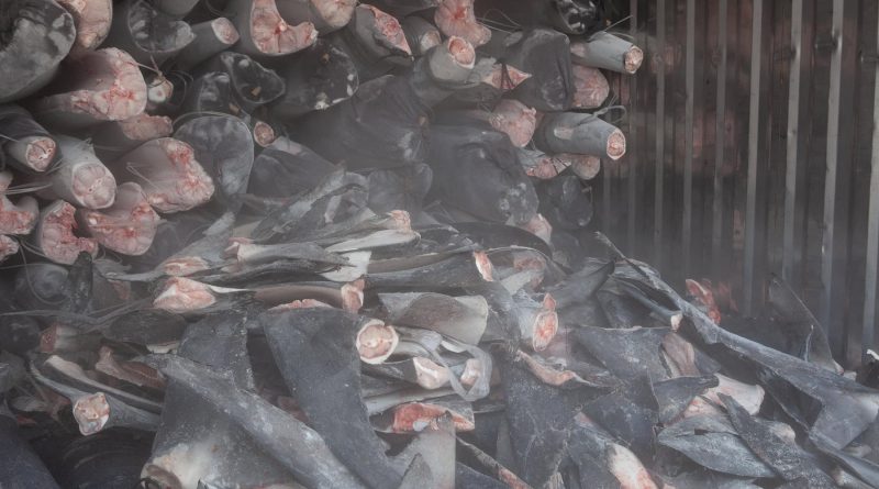Shark fins stacked up in container