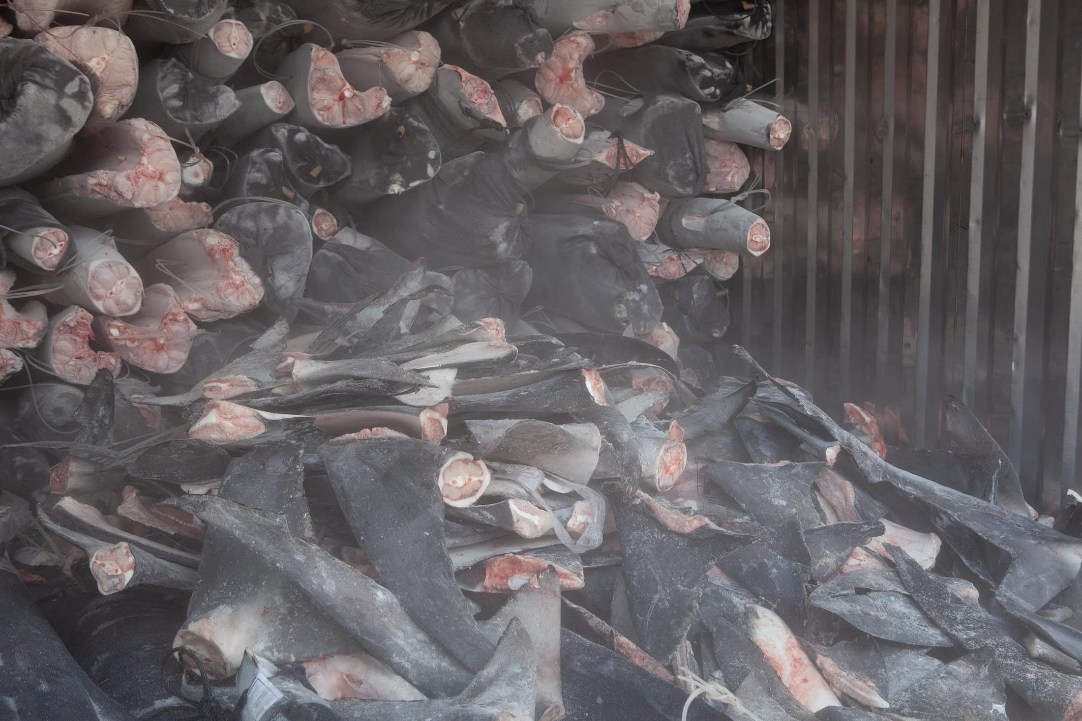 Shark fins stacked up in container