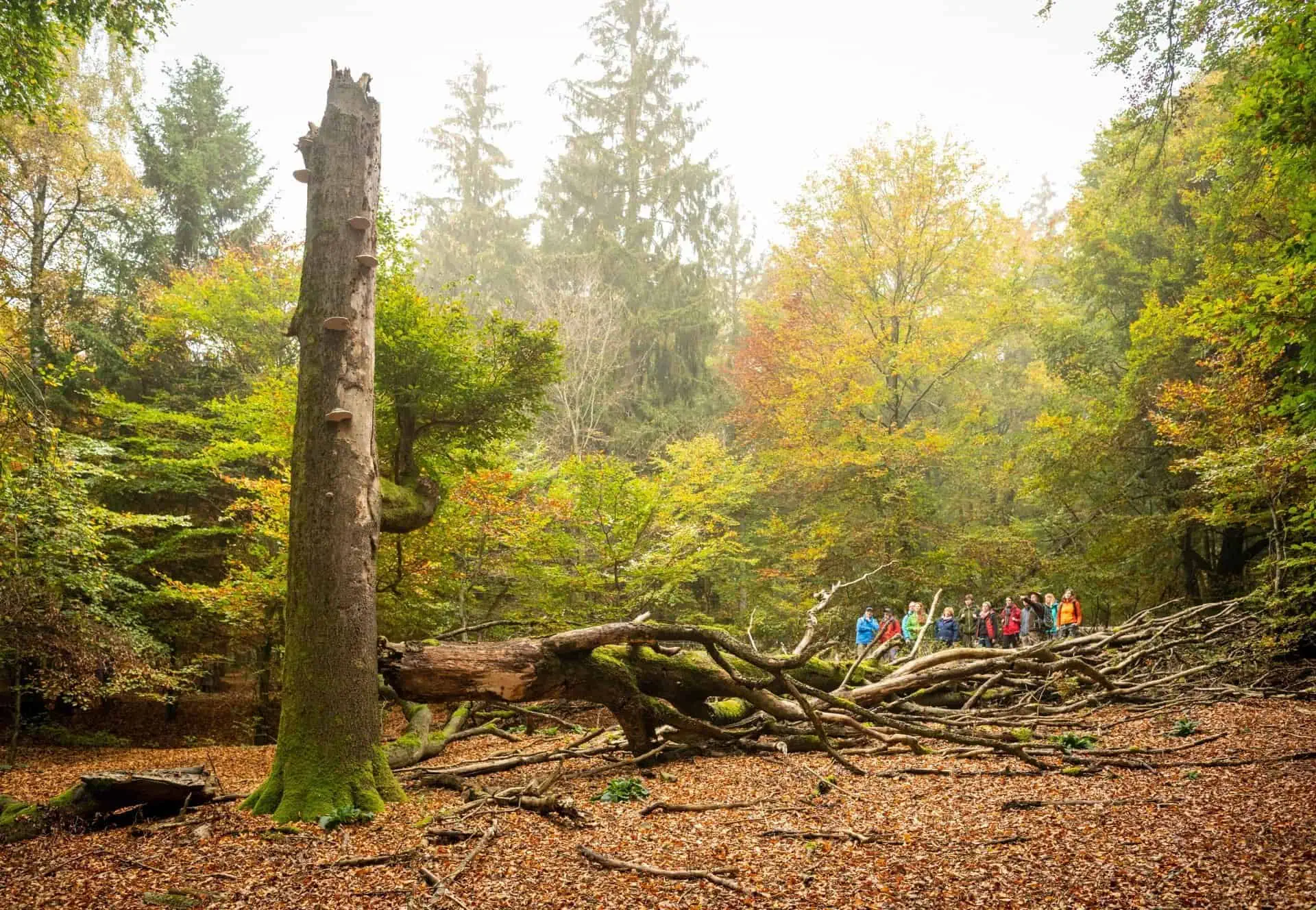 (c) Nationalpark Eifel