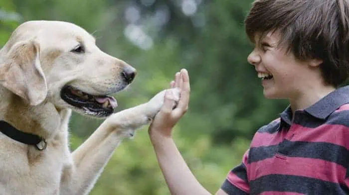 Young boy high-fives his dog, showing a joyful bond as they prepare for a pet relocation journey.