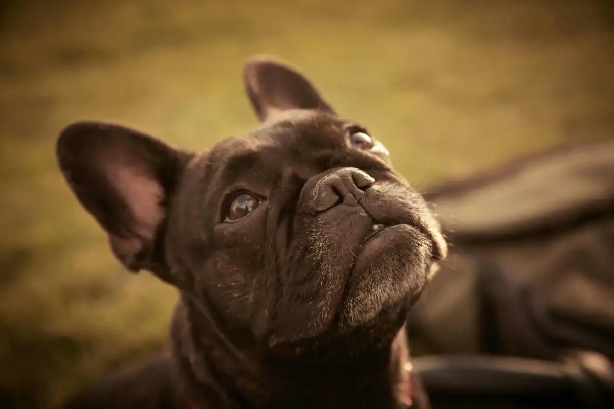 A black Snub-nosed dog highlighting safe travel tips for brachycephalic breeds.