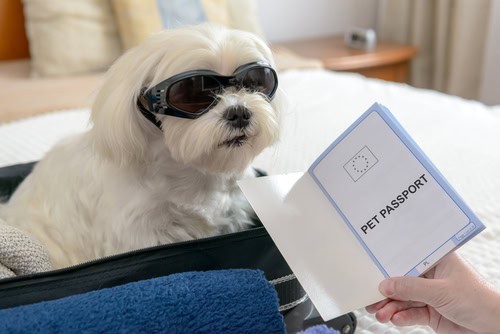 A white Maltese dog sitting patiently with a pet passport in the foreground, ready for an international journey, symbolizing organized and stress-free pet travel.