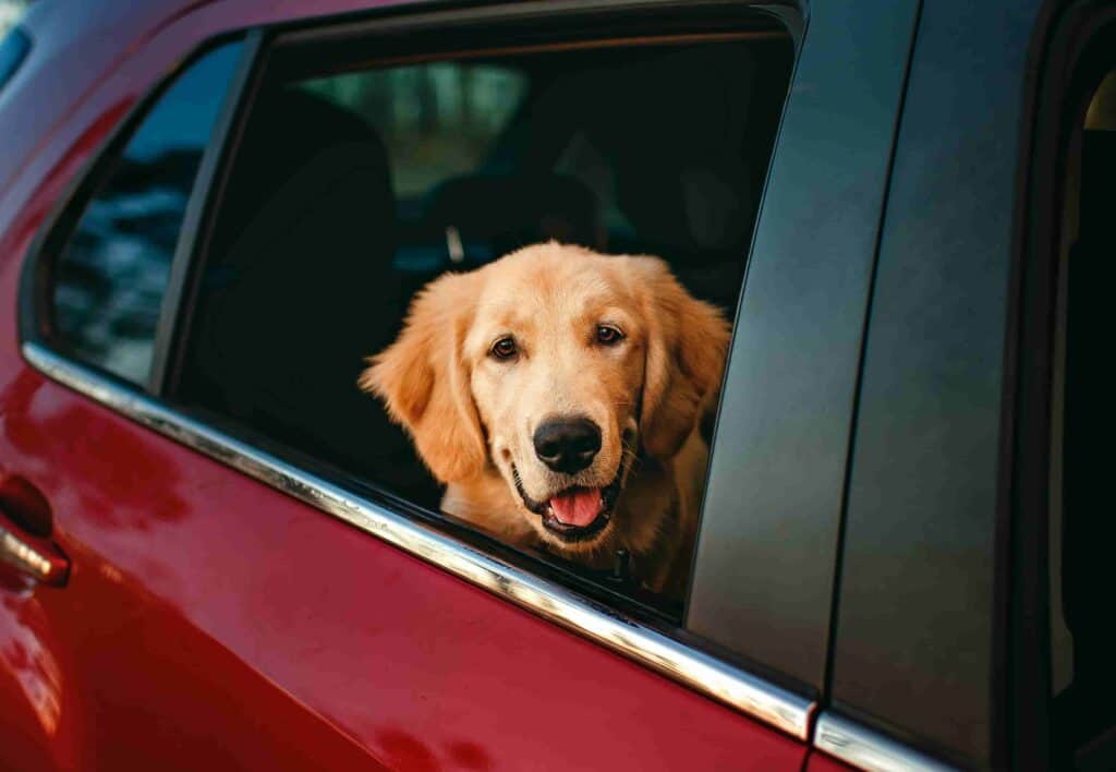 Happy dog sitting in a red car, ready for transportation, with a joyful expression, symbolizing safe and comfortable pet travel.