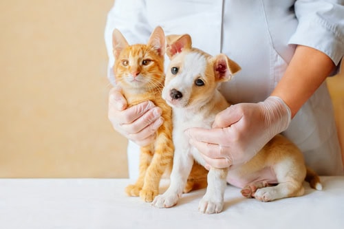 A cat and dog sitting calmly at the vet's office, being examined before travel, symbolizing pre-travel health checks for pets.
