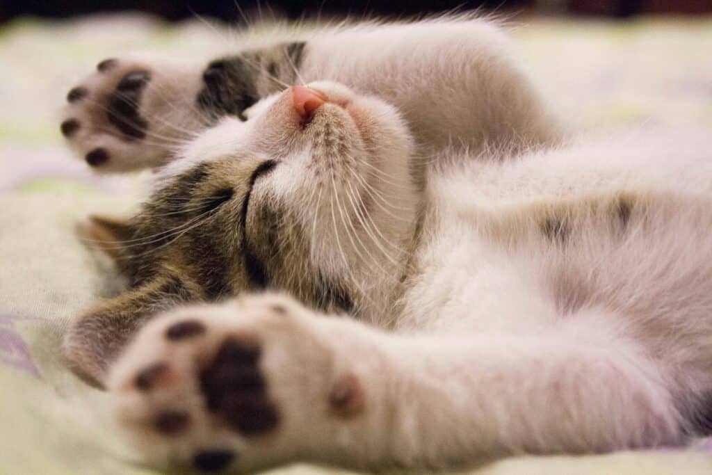 A close-up of a relaxed kitten lying on its back with paws stretched out, eyes closed, and a peaceful expression on its face.