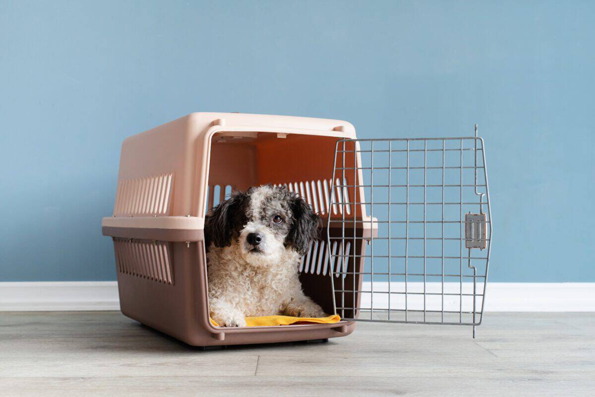 A small dog resting comfortably in a hard-sided pet travel carrier.