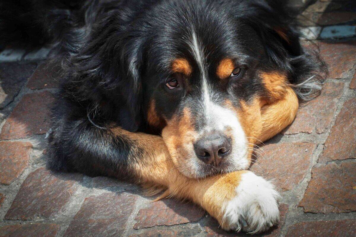 Bernese Mountain Dog resting on a brick floor, showcasing its thick fur and calm demeanor.
