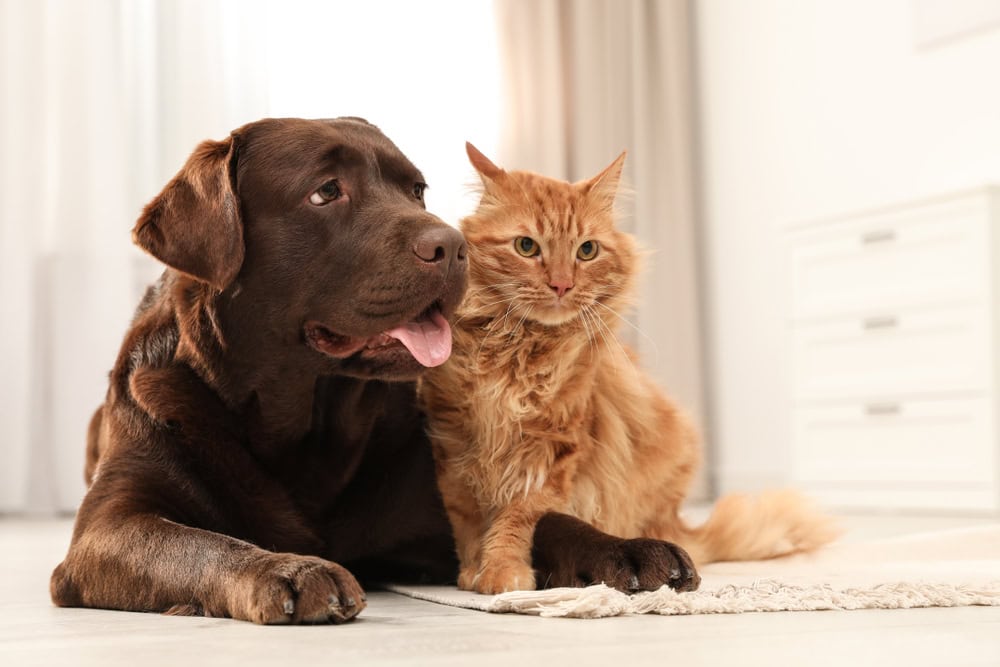 Brown dog and orange cat cuddling on the floor, symbolizing pet companionship and travel requirements for Germany.