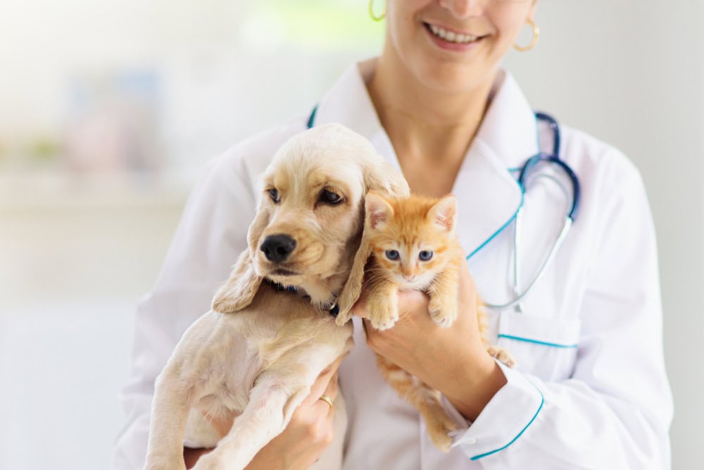 Young puppy and kitten at the vet waiting for vaccinations required for international travel.
