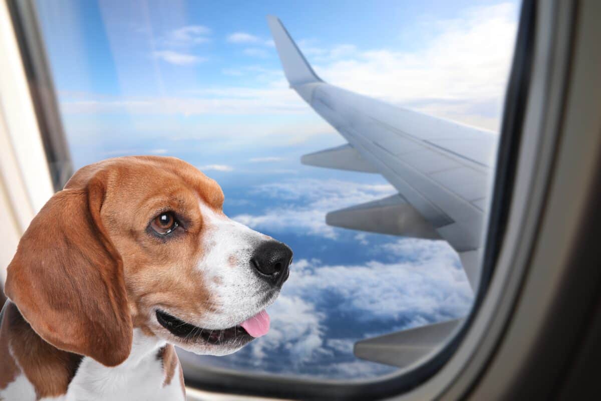 A beagle dog with brown and white fur sits near an airplane window, looking outside with its tongue slightly out. The airplane wing is visible through the window, with a backdrop of a blue sky and clouds.