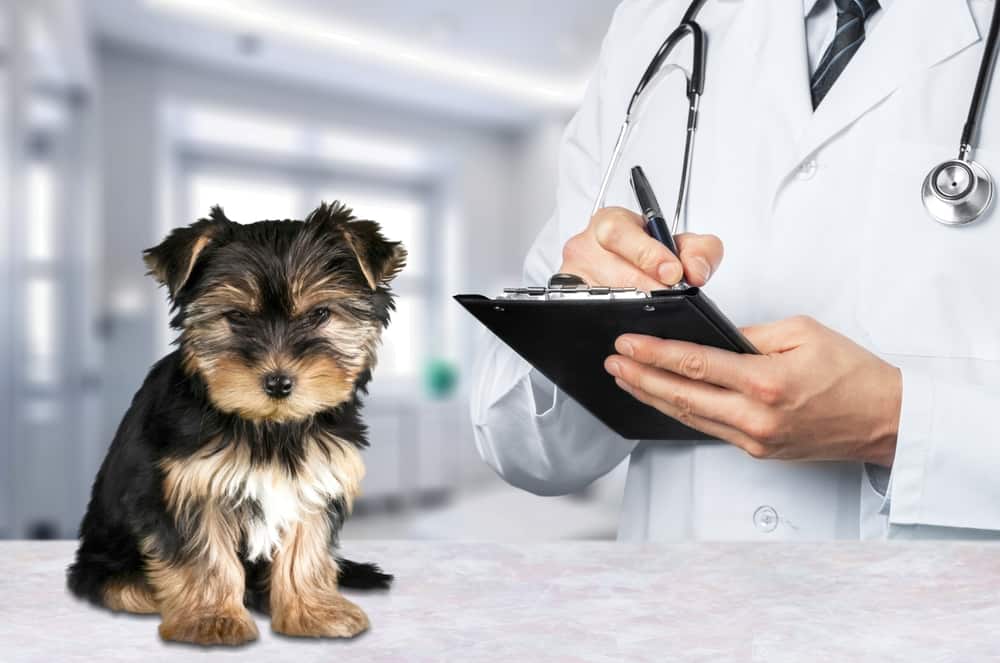 Veterinarian examining a small Yorkshire Terrier puppy and filling out a pet health certificate in a bright veterinary clinic.