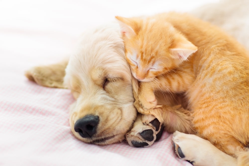 Orange cat laying on a sleeping dog, symbolizing a stress-free pet relocation with WorldCare Pet Transport