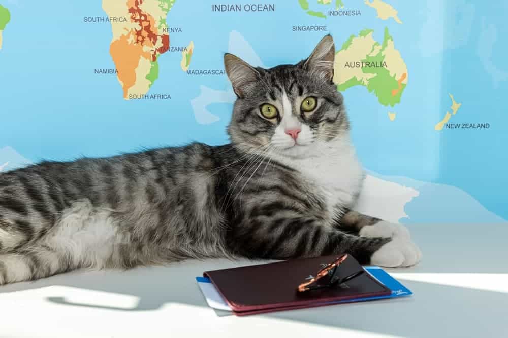 A gray and white tabby cat lounging on a table with a pet passport, documents, and sunglasses, against a world map background—symbolizing international pet travel.