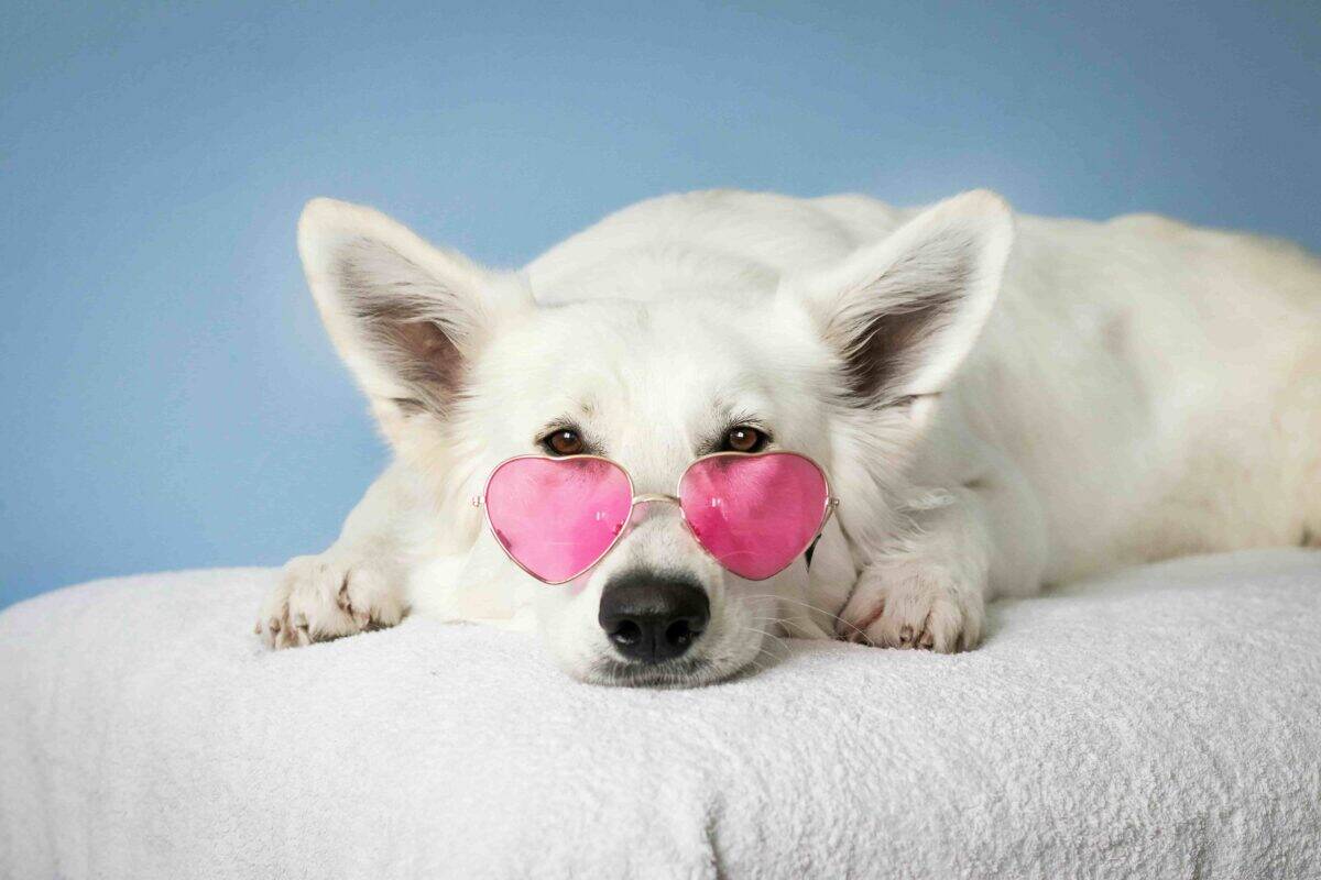 A white dog lounging on white bedding wearing pink heart sunglasses, representing the significance of helping your dog settle into their new home.