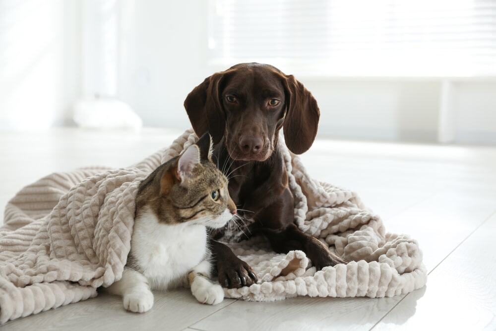 Cat and dog cuddling together under a cozy blanket, showing companionship and warmth.