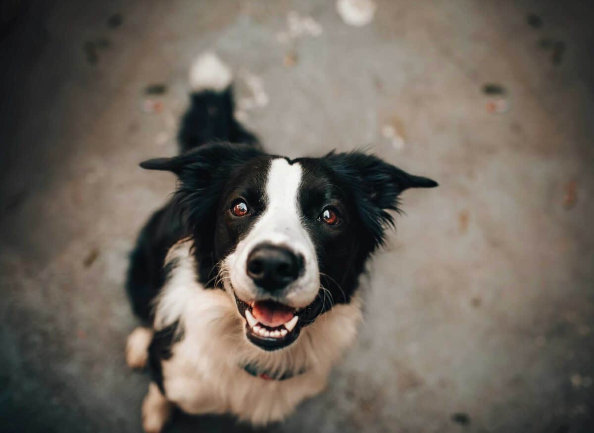 Happy black and white dog looking at the camera, representing the joy and safety of pet transportation.