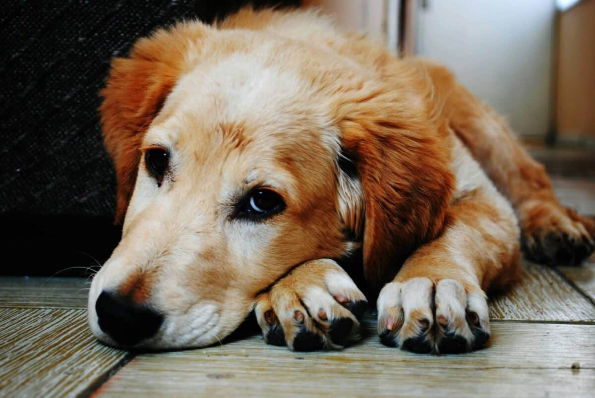 Dog resting on hardwood floor, representing safe international pet transport.