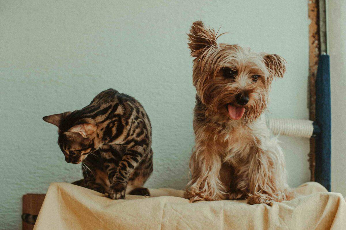 A Bengal cat and a Yorkshire Terrier dog sitting together on a covered surface. The cat is looking down while the dog has its tongue out, appearing happy. The background is a muted green wall with a scratching post partially visible