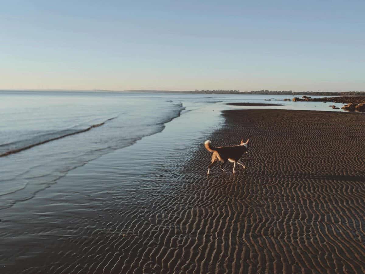 Dog walking along a beach during sunset in Australia, representing a safe and comfortable pet relocation experience.