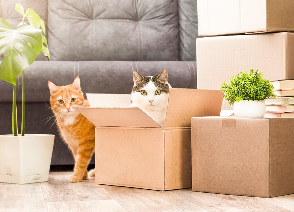 Two cats among moving boxes in a living room—one orange tabby standing next to a cardboard box, and one black-and-white cat sitting inside the box. Surrounding them are stacked boxes, a potted plant, and books, suggesting a home move.