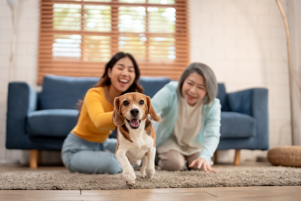 A senior woman and her daughter playfully interacting with their beagle as it runs toward the camera.