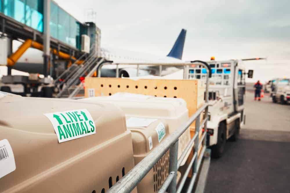 Pet travel crates labeled "Live Animals" being transported on an airport tarmac next to a passenger airplane, showing the process of pet air travel logistics.