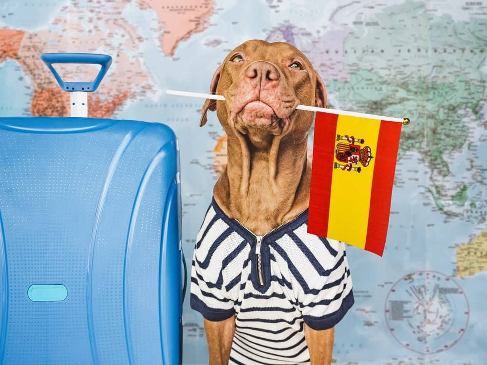 Dog wearing a striped shirt holding a Spanish flag in its mouth, sitting next to a blue suitcase with a world map in the background — symbolizing international pet travel to Spain.