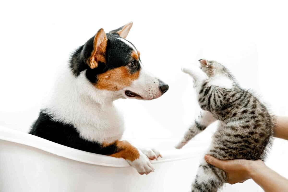Dog sitting in a bathtub while bonding with a cat—showcasing a peaceful moment between pets.