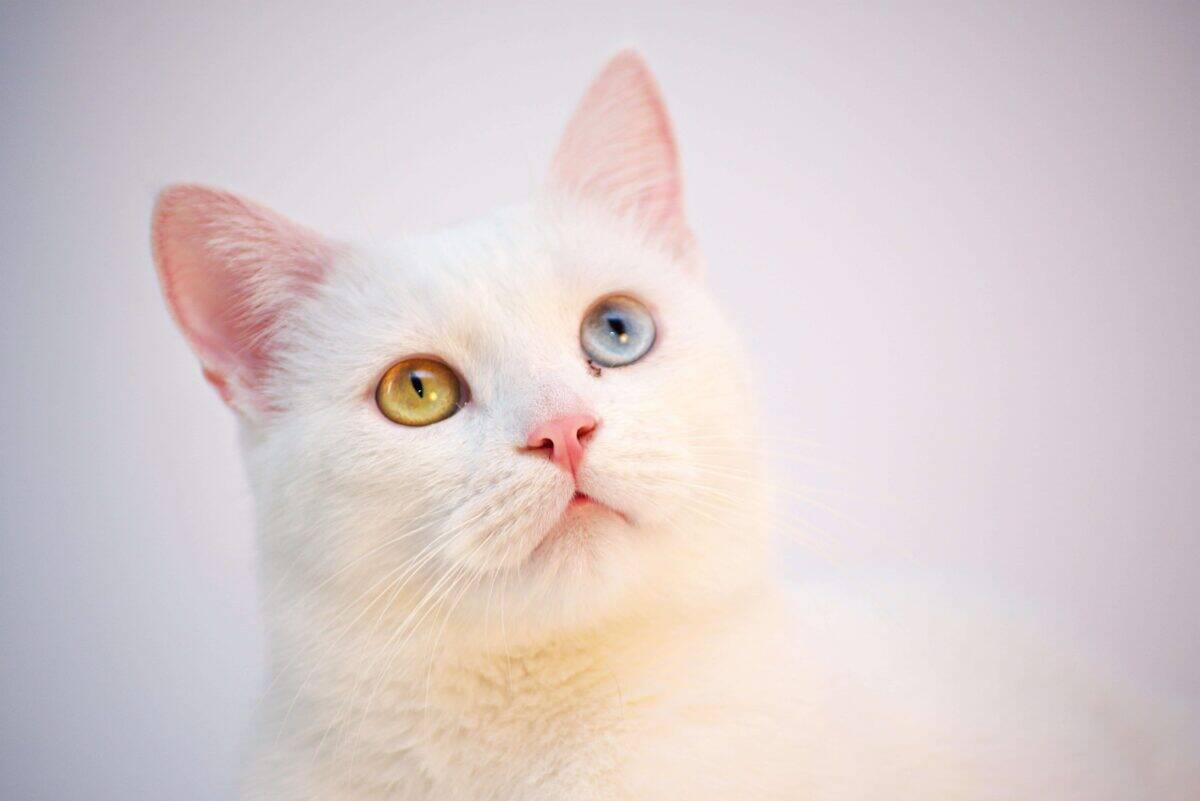 White cat with yellow and blue eyes looking into the distance, symbolizing long-distance cat transport.