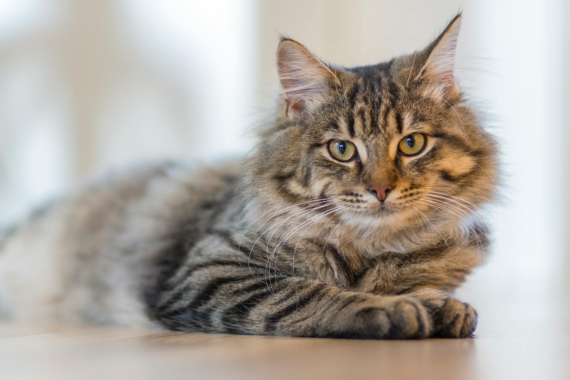 Fluffy tabby cat with green eyes lying down indoors on a wooden floor, looking calmly at the camera.