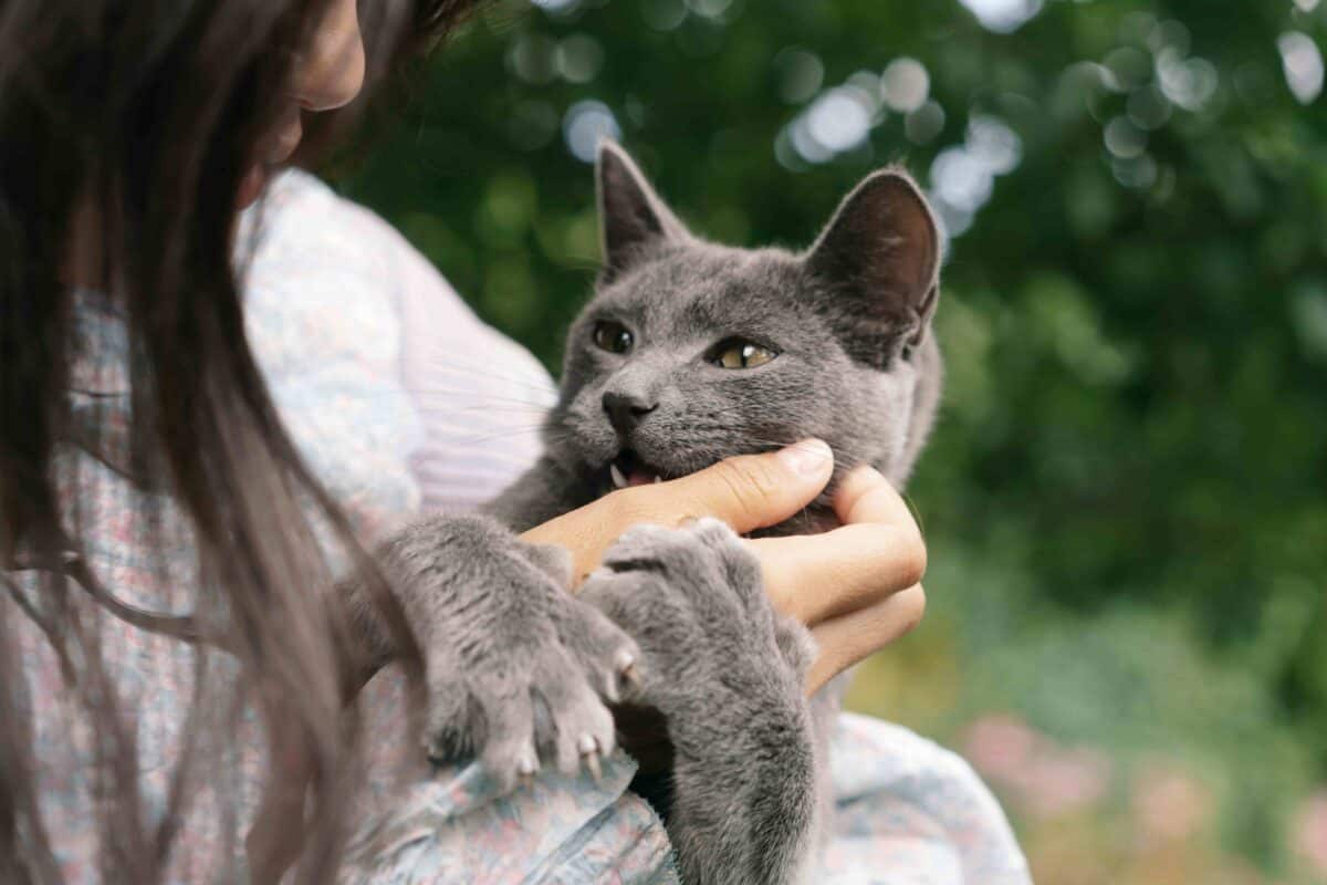 Cat owner lovingly holding their gray cat, symbolizing the strong bond between pet and parent — a key reason to trust a pet travel specialist