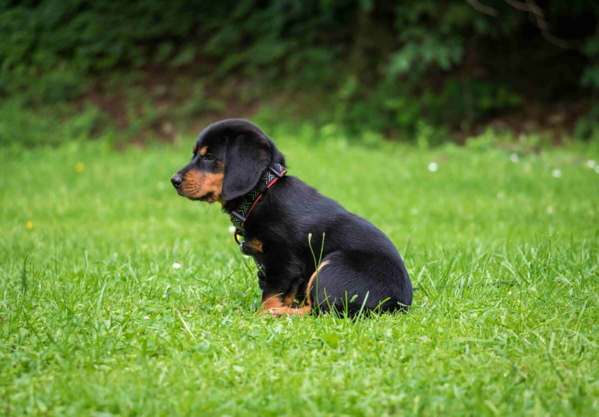 Black and brown puppy relaxing in a green field, gazing contently to the left—symbolizing peaceful pet transport experiences