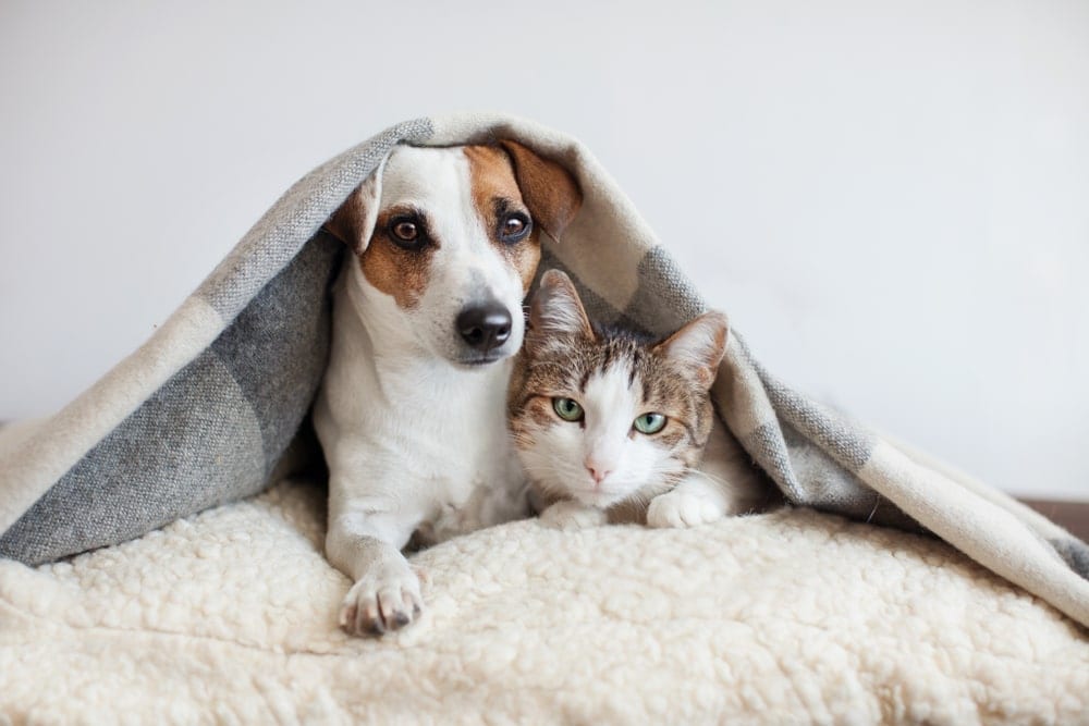 Dog and cat cuddling under a blanket, symbolizing safe and comfortable pet transport to New Zealand.