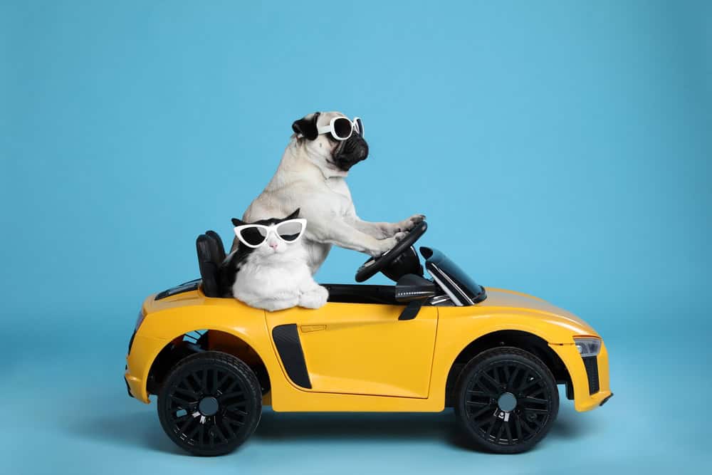Pug and cat wearing white sunglasses riding in a small yellow toy car, humorously representing pet transport.