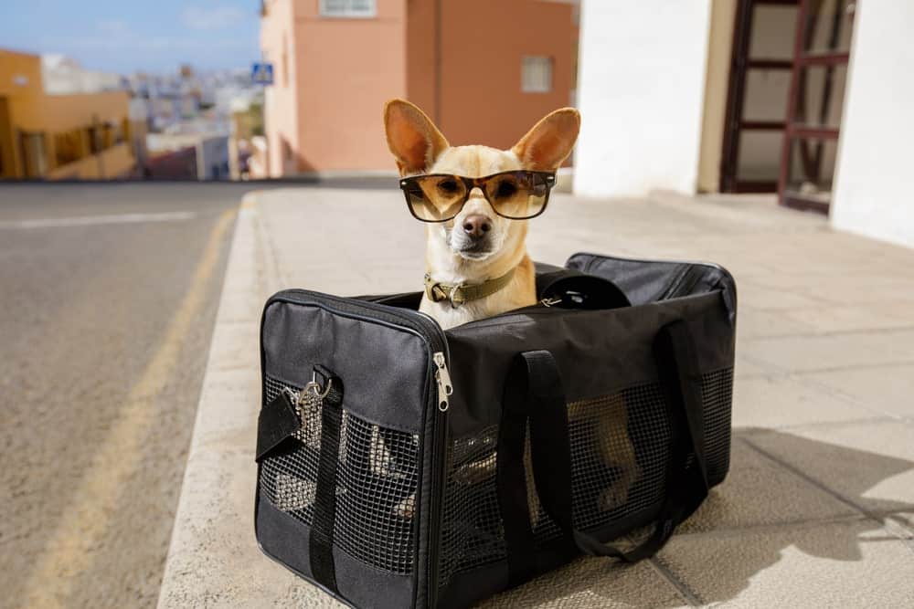 Chihuahua wearing sunglasses inside an airline-approved travel carrier, symbolizing safe in-cabin pet transport.