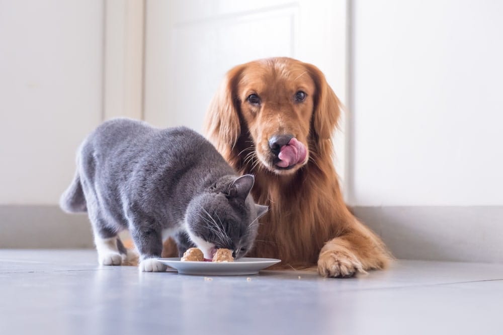 British Shorthair cat and Golden Retriever eating together, illustrating pet travel feeding tips.