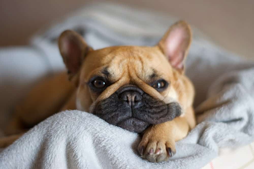 Brown French Bulldog lying comfortably on a soft grey blanket with one paw stretched out.