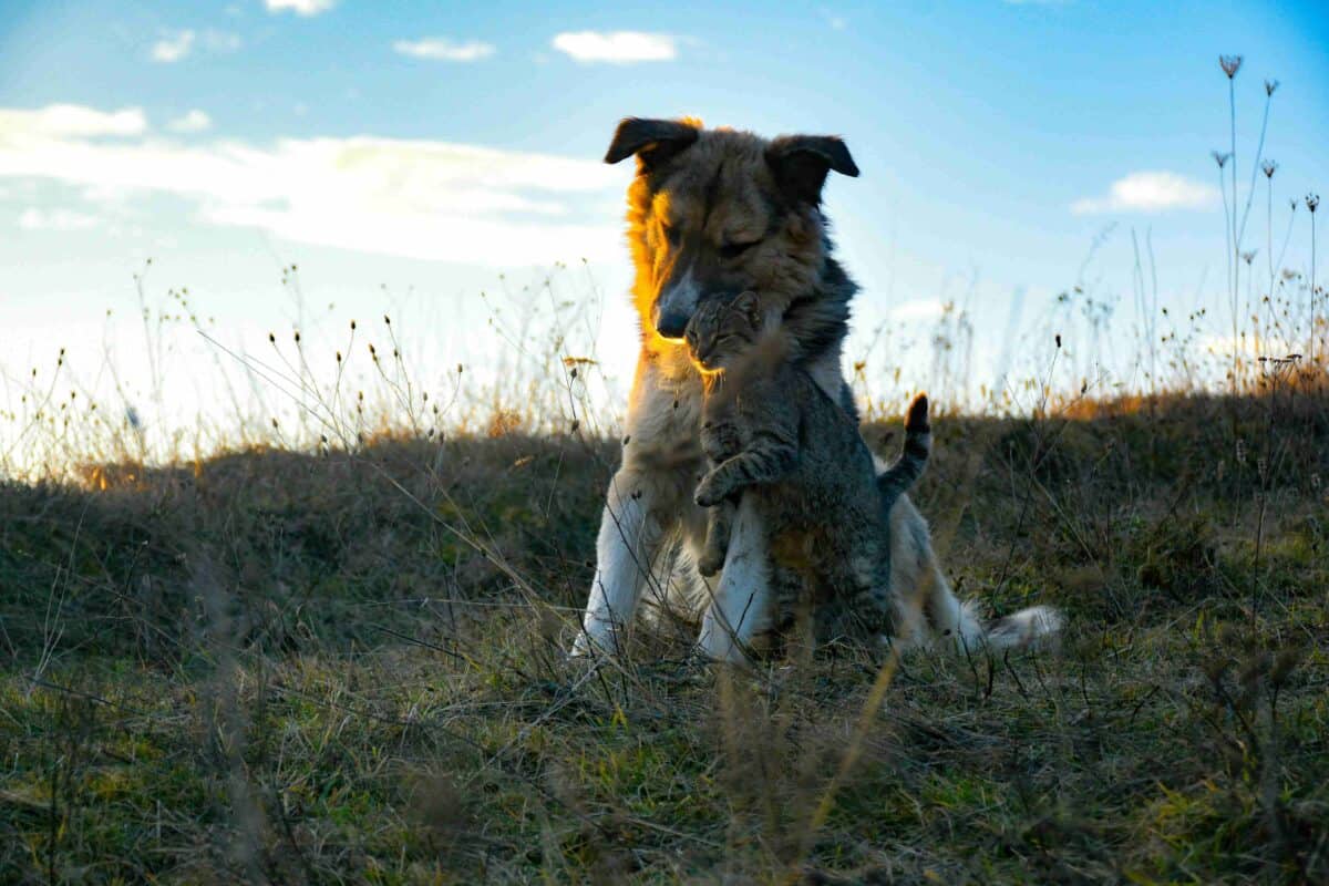 Cat rubbing against dog in an open field, showcasing their sweet friendship.