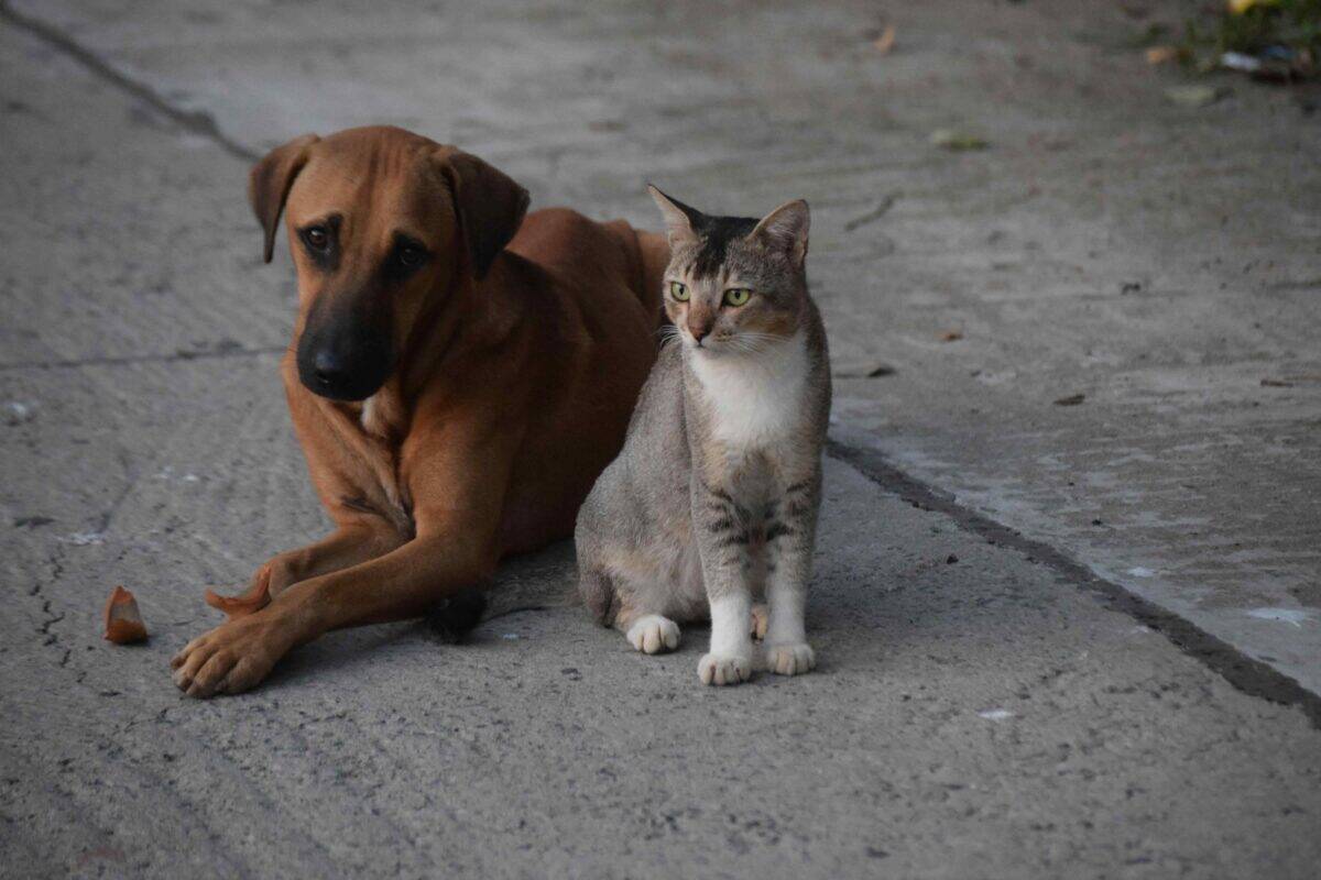 A dog and a cat relaxing together on a sidewalk, lying side by side in the shade.