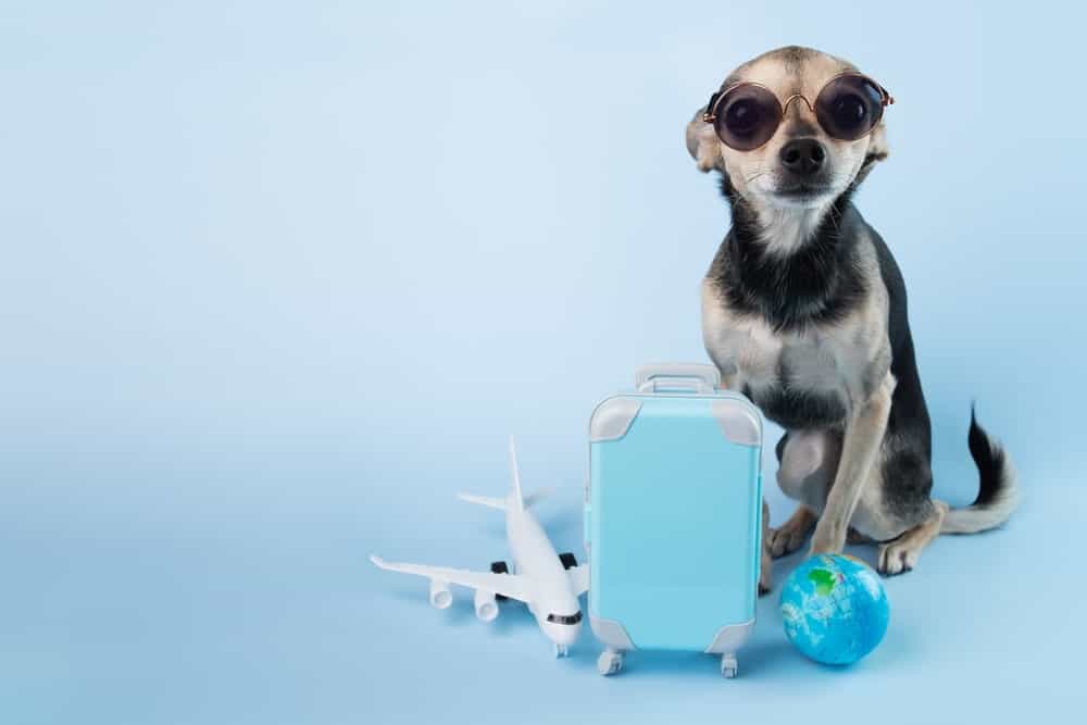 A Chihuahua wearing sunglasses sits behind a miniature blue suitcase, a small globe, and a toy airplane, all set against a blue background — symbolizing international pet transport and travel.
